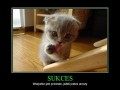 Sukces