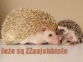 Jeże
