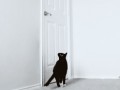 Smart cat