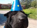 Im a Wizard