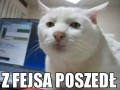 Z chatu Facebookowego poszedł...