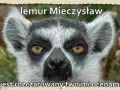 Lemur Mieczysław
