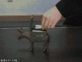WOW