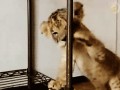 Mrrrr