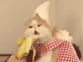 Kotek z bananem