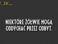 Niektóre żołwie mogą oddychać przez odbyt