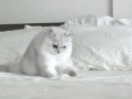 Kitty cat