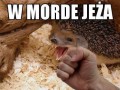 W mordę jeża