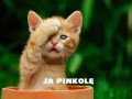 Ja pinkolę