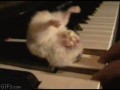 Chomik