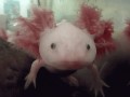 Askolotl