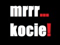 Mrrrr kocie...