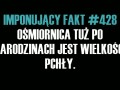 Ośmiornica tuż po narodzinach