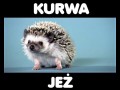 Jeż!