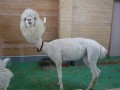 Lama