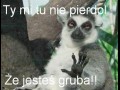 Anty gruba
