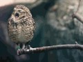 Sowy Owls