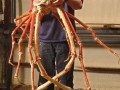 Japanese spider crab