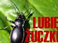 Lubię Żuczki