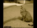 Kot
