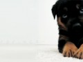 Puppy!