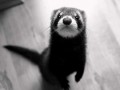 Fredka