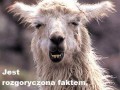Lama Arleta