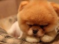 Boo