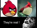 Angry Birds