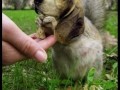 Chimeras compilation