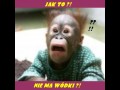 Nie ma wódki...