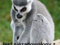 Lemur Marek