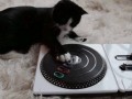 DJ kot