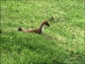 How a weasel hunts