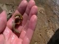 Dzikie Triops w ich naturalnym środowisku