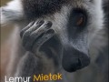 Lemur Mietek