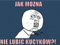 Kucyki