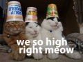 We so high right meow