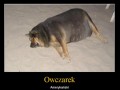 Owczarek amerykański