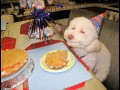 Birthday dog
