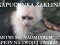 Kapucynka Żaklina