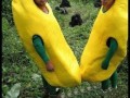 Banan