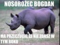Nosorożec Bogdan