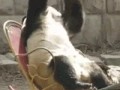 Smutna panda