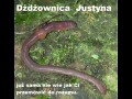 Dżdżownica Justyna