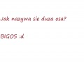 Jak się nazywa duża osa