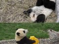 Cute pandas