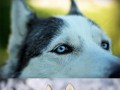 Huskies