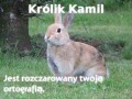 Królik Kamil
