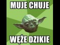 Dzikie węże
